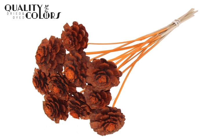 Pine cone cut 5-7cm on stem Orange