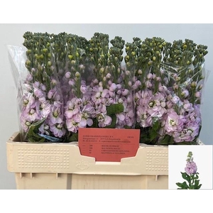 MATTH FIGARO L ROSE