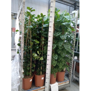 Ficus natalensis 'Trinova'