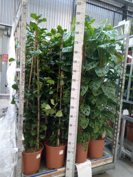 <h4>Ficus natalensis 'Trinova'</h4>