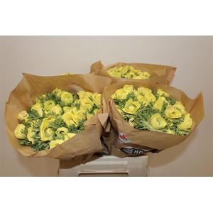 Anem Marianne Powder Yellow