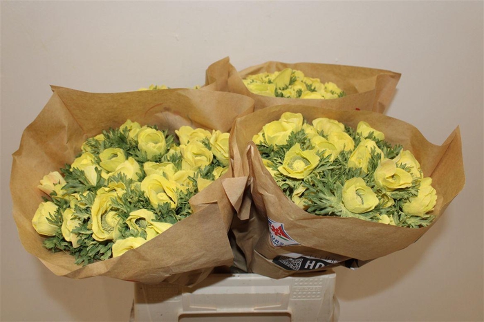 <h4>Anem Marianne Powder Yellow</h4>