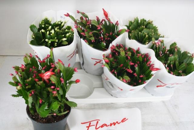 <h4>SCHLUMB FLAME GEM</h4>