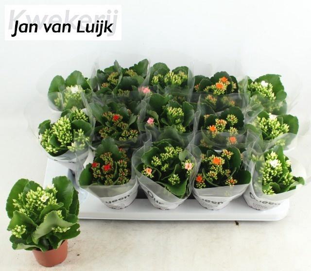 <h4>KAL EN GEM 4 KL</h4>