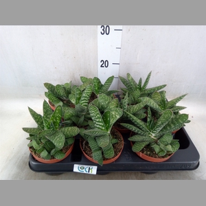 Gasteria  'Amour'