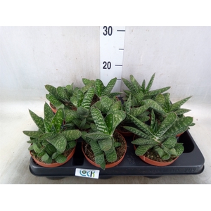 Gasteria  'Amour'