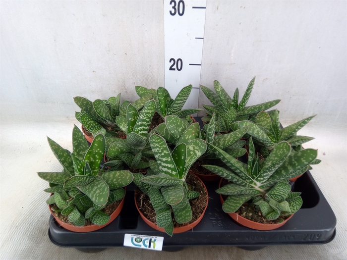 <h4>Gasteria  'Amour'</h4>