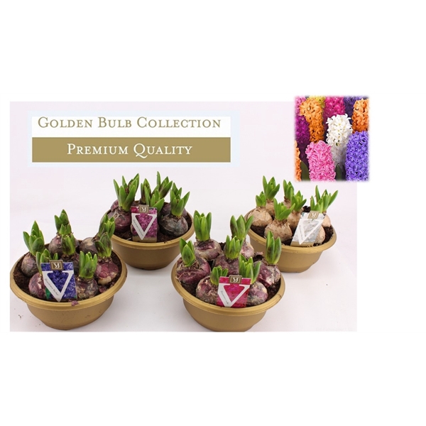 <h4>Hyacinthus orientalis gemengd schaal</h4>