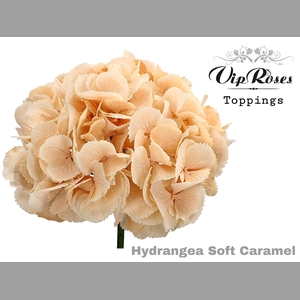 HYDR M SOFT CARAMEL 60 CM