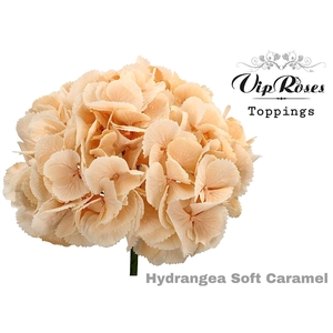 HYDR M SOFT CARAMEL 80 CM