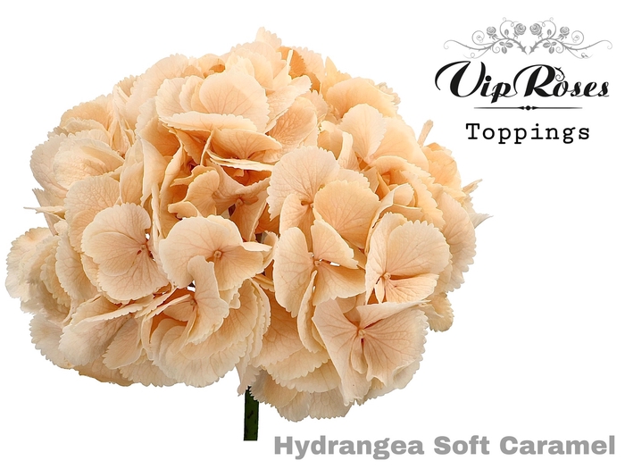 Hydr M Soft Caramel 60 Cm