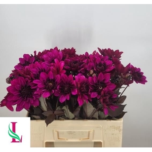 DAHL DEC PURPLE FLAM
