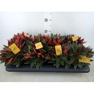 Peperomia caperata 'Rosso'