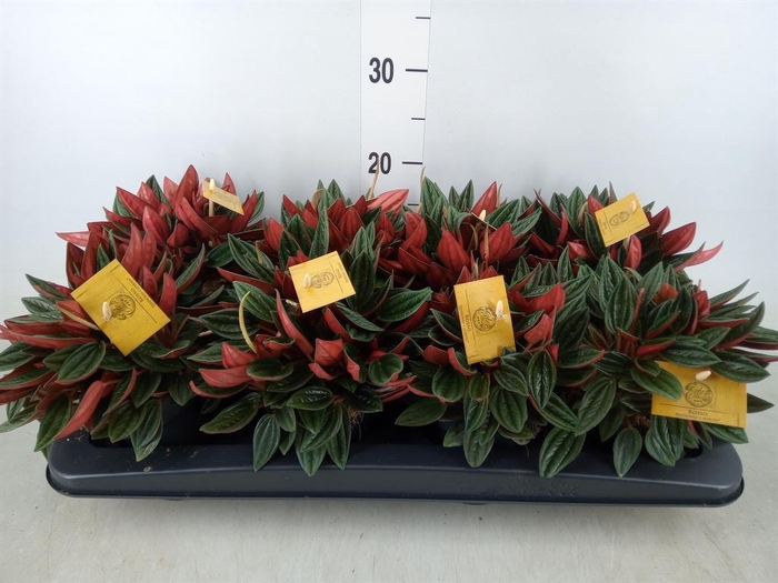<h4>Peperomia caperata 'Rosso'</h4>
