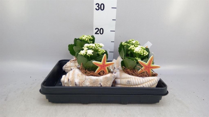 <h4>Arr.   Planten L%</h4>