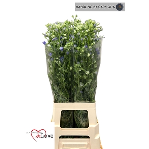 DELPH EN M GRAN BLUE