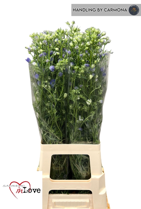 <h4>DELPH EN M GRAN BLUE</h4>