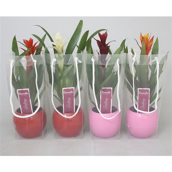 <h4>Guzmania gemengd in rode en roze bolpot in draagtas</h4>