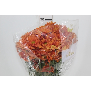 CRISANTEMO ATLANTIC ORANGE 070 CM