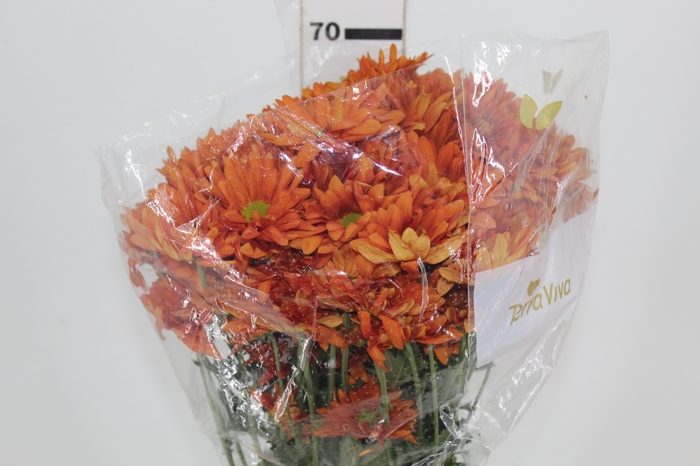 <h4>CRISANTEMO ATLANTIC ORANGE 070 CM</h4>