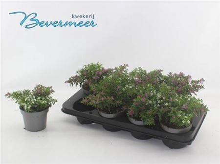 Cuph Hyss Gem In Pot