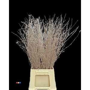 Betula / Berkentak Champagne