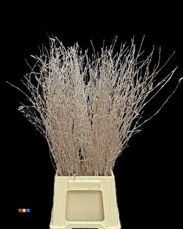 <h4>Betula / Berkentak Champagne</h4>