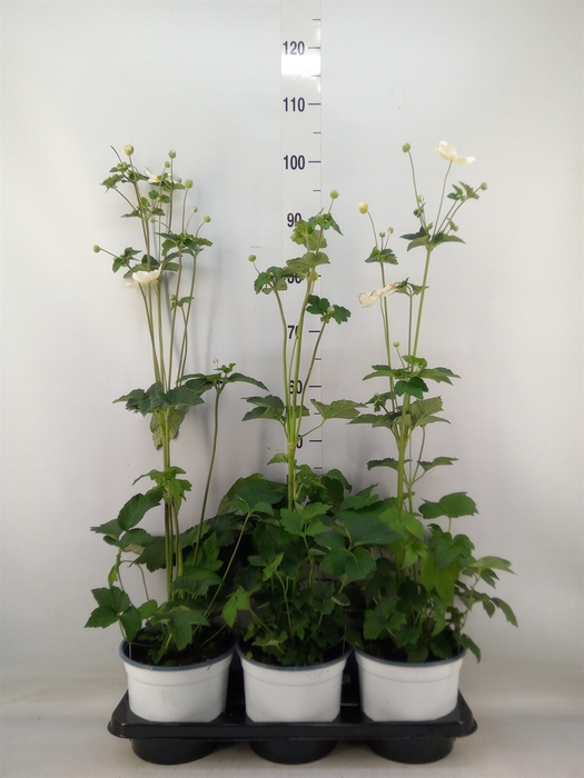 <h4>Anemone hybrida 'Honorine Jobert'</h4>