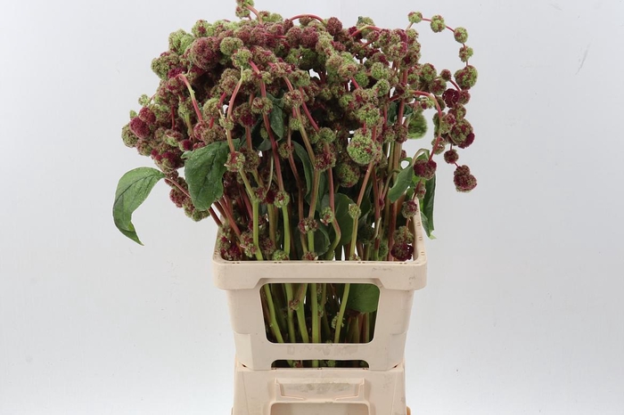 <h4>Amar Ca Mira</h4>