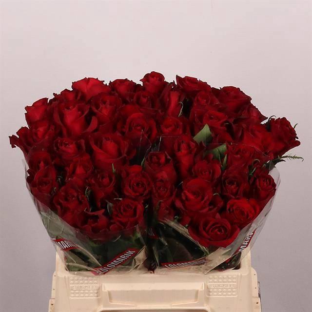 <h4>R GR EVER RED</h4>