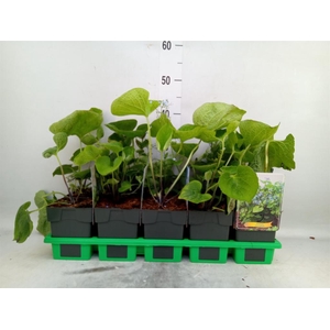 Brunnera macrophylla   ...