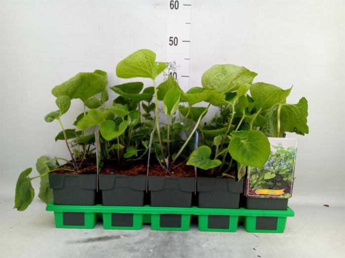 <h4>Brunnera macrophylla   ...</h4>