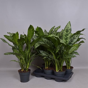 Aglaonema Romeo 17Ø 65cm 2pp