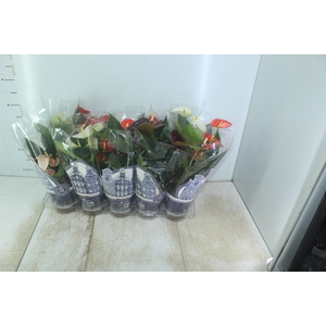 ANTHURIUM VARIADO P12