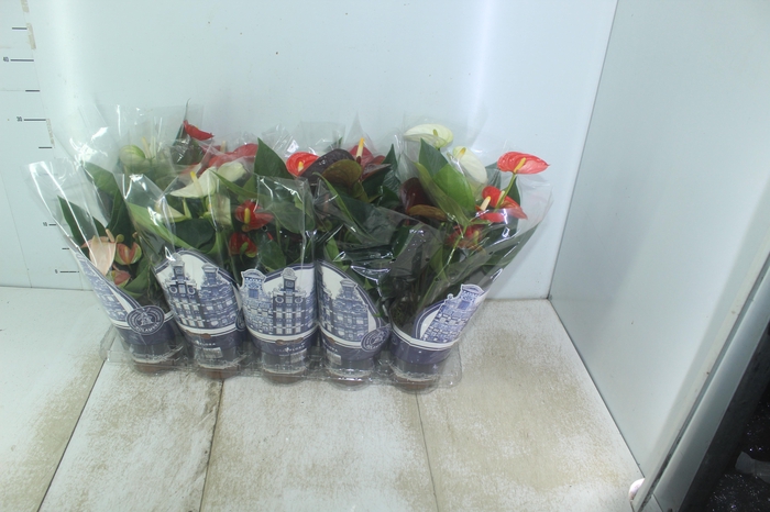 <h4>ANTHURIUM VARIADO P12</h4>