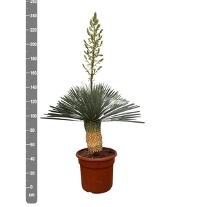 YUC ROSTRATA