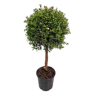 Myrtus communis