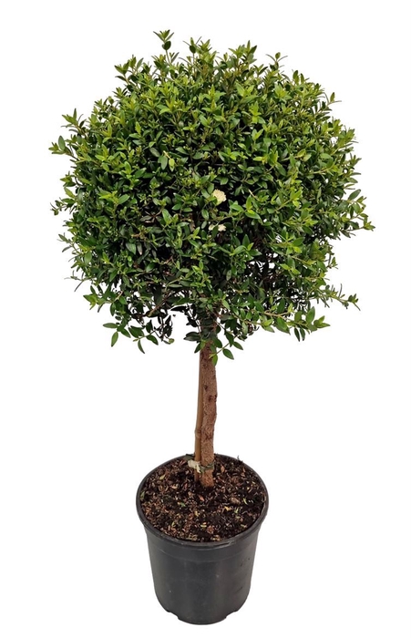 <h4>Myrtus communis</h4>