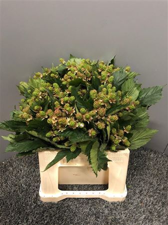 Rubus Merton Thornless Cm 35