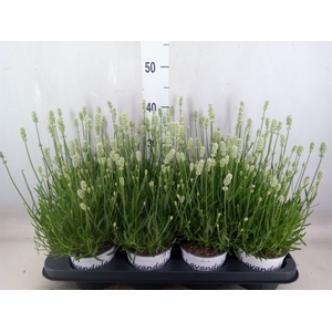 Lavandula interm. 'Edelweiss'