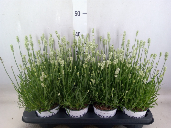 <h4>Lavandula interm. 'Edelweiss'</h4>