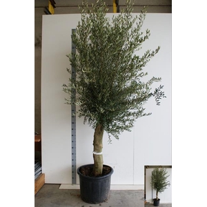 OLEA EUROPAEA