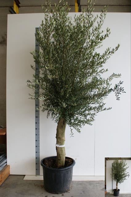 OLEA EUROPAEA