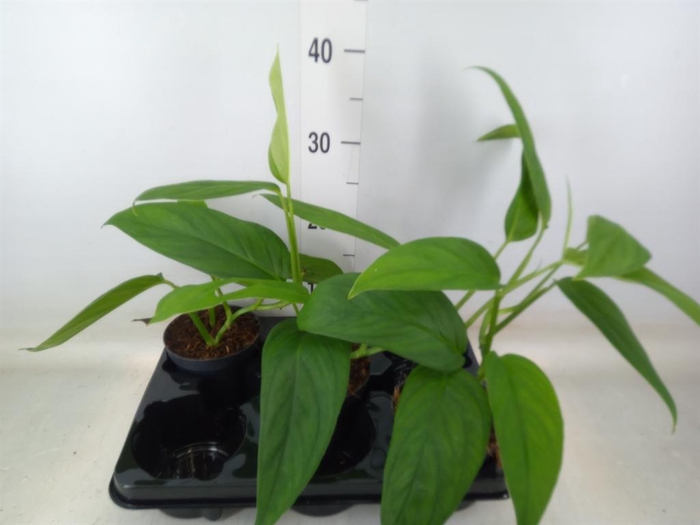 <h4>Monstera   ...</h4>