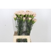 Dianthus St Creola