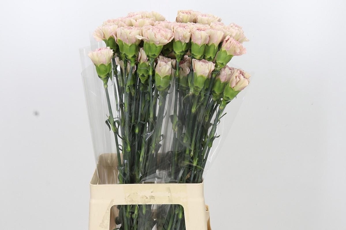 Dianthus St Creola