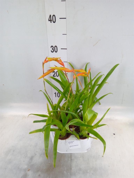 <h4>Tillandsia dyeriana</h4>