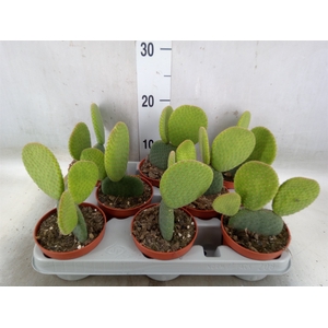 Opuntia