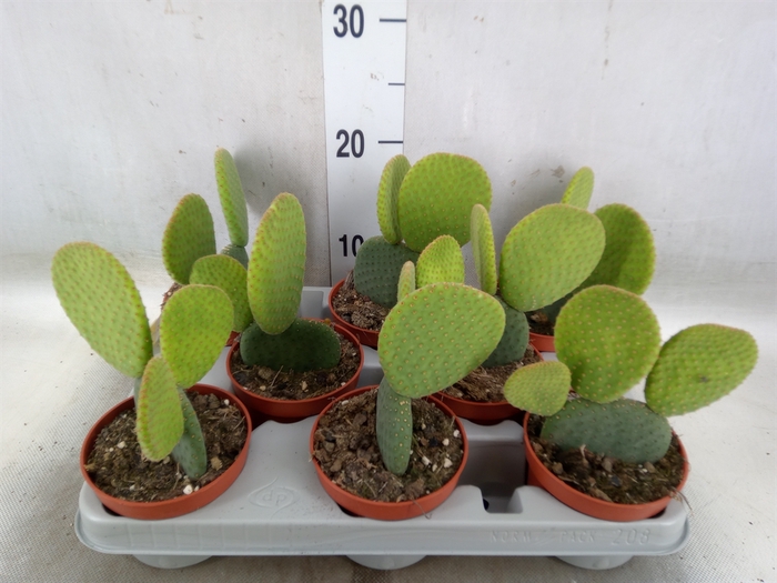 <h4>Opuntia</h4>