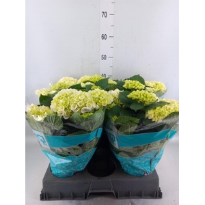 Hydrangea mac. 'Hi Ice'